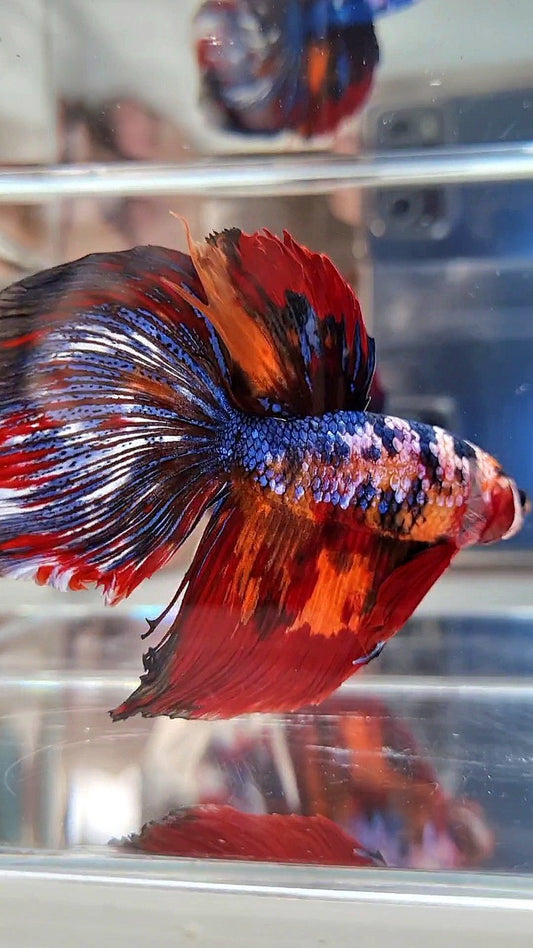 GIANT HALFMOON TOTAL LONG 9CM+ BLUE FANCY FIRE MULTICOLOR BETTA FISH