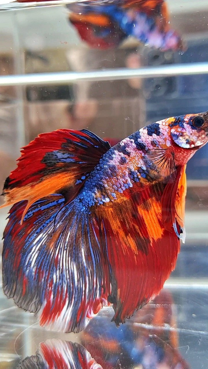 GIANT HALFMOON TOTAL LONG 9CM+ BLUE FANCY FIRE MULTICOLOR BETTA FISH