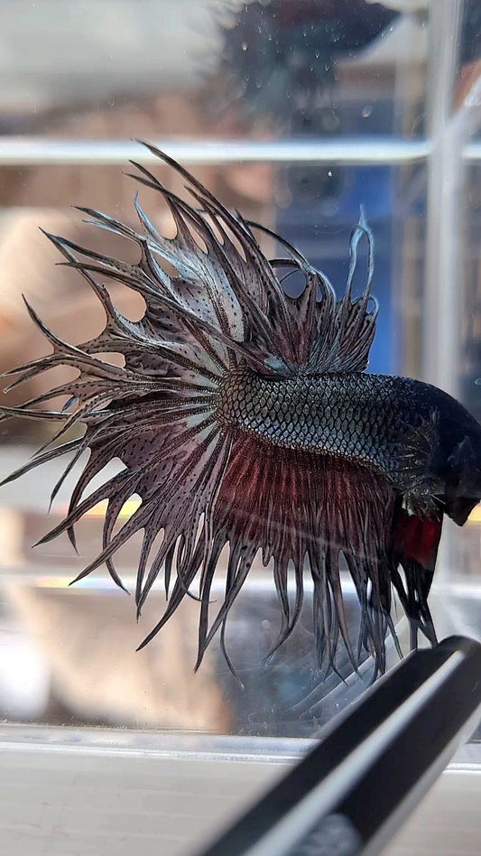 XL LUXURY KING CROWNTAIL FULL COPPER BETTA FISH