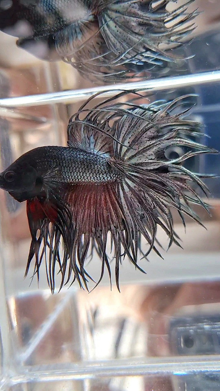 XL LUXURY KING CROWNTAIL FULL COPPER BETTA FISH