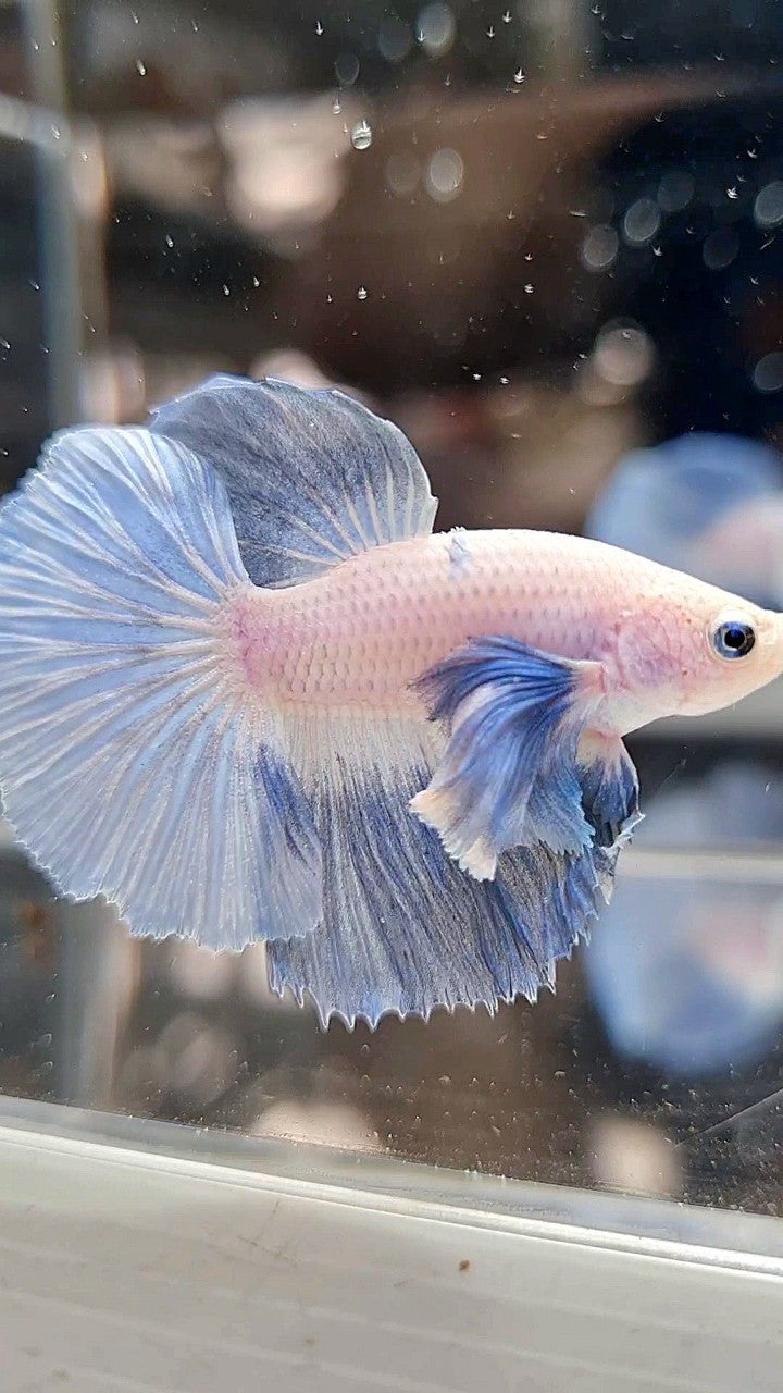 HALFMOON DUMBO EAR ROSETAIL BLUE LIGHT GRIZZLE BETTA FISH