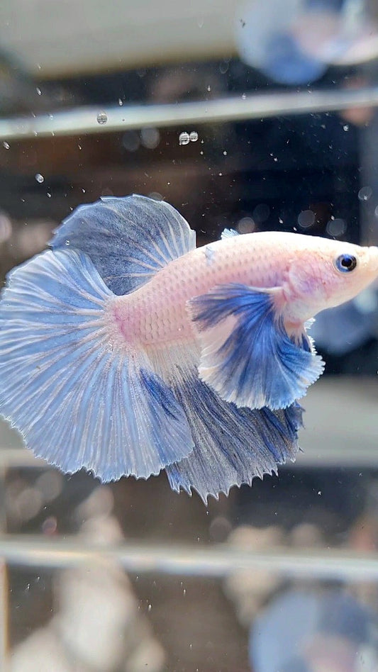 HALFMOON DUMBO EAR ROSETAIL BLUE LIGHT GRIZZLE BETTA FISH