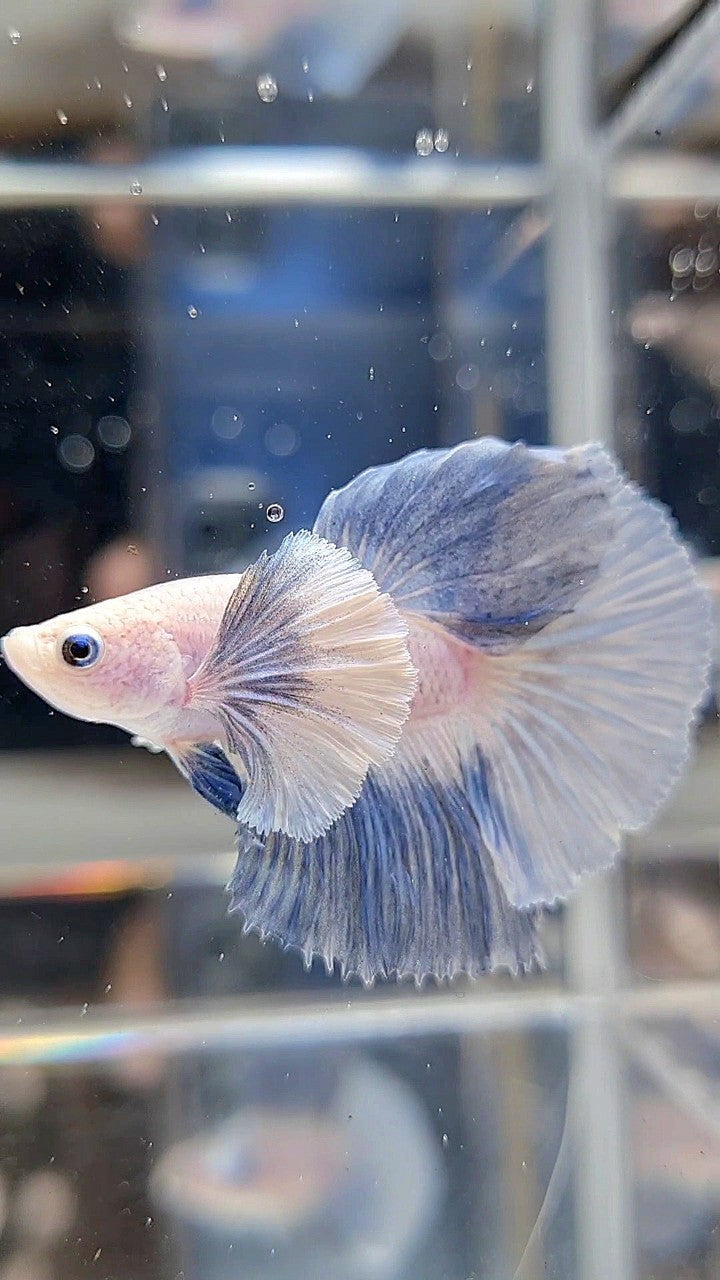 HALFMOON DUMBO EAR ROSETAIL BLUE LIGHT GRIZZLE BETTA FISH