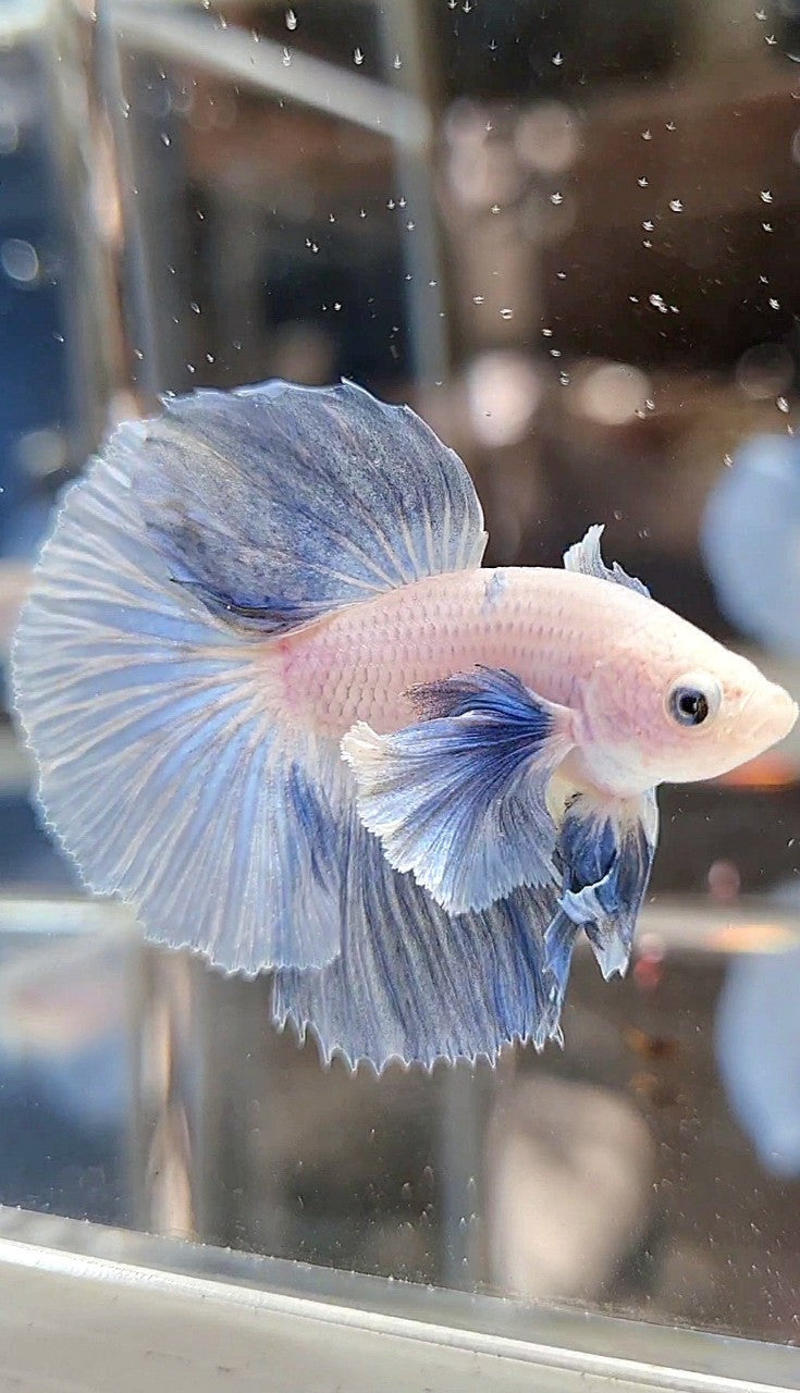 HALFMOON DUMBO EAR ROSETAIL BLUE LIGHT GRIZZLE BETTA FISH