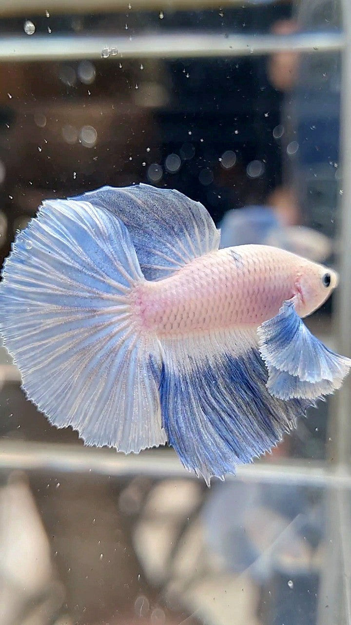 HALFMOON DUMBO EAR ROSETAIL BLUE LIGHT GRIZZLE BETTA FISH