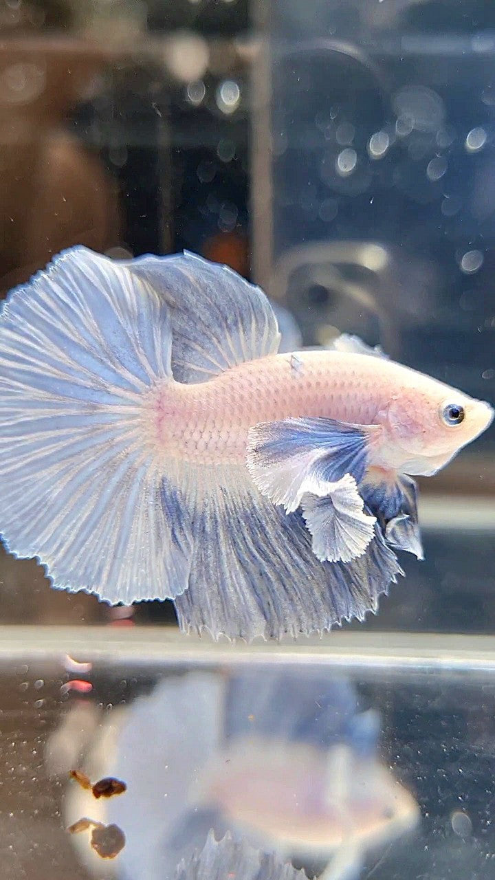 HALFMOON DUMBO EAR ROSETAIL BLUE LIGHT GRIZZLE BETTA FISH