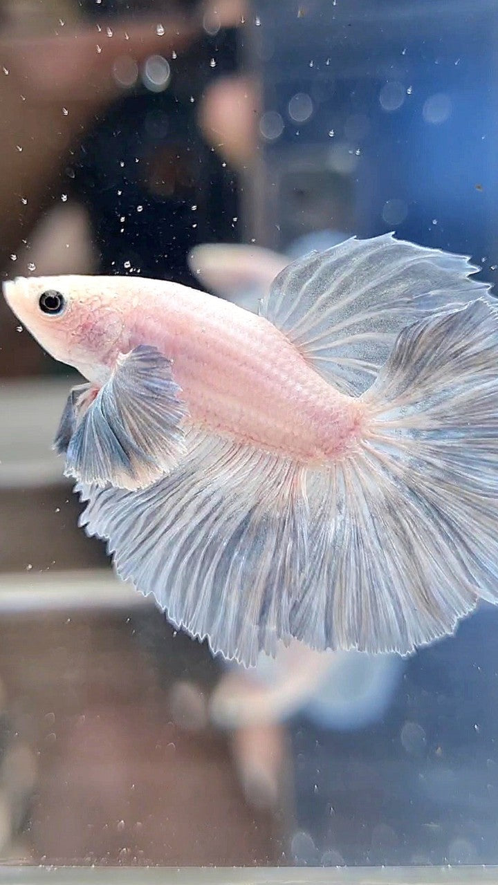 HALFMOON DUMBO EAR ROSETAIL GREY LIGHT GRIZZLE BETTA FISH