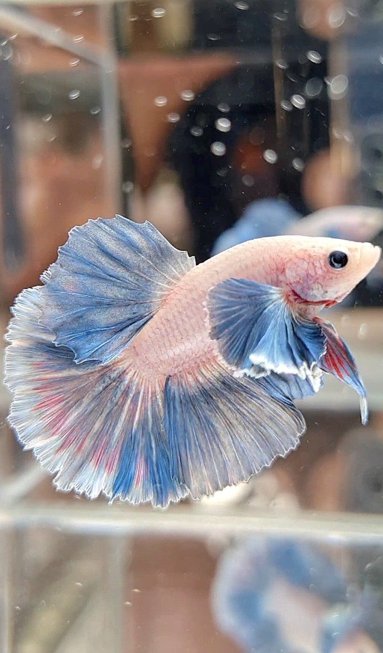 HALFMOON DUMBO COLORED EAR ROSETAIL BLUE GRIZZLE PATTERN BETTA FISH