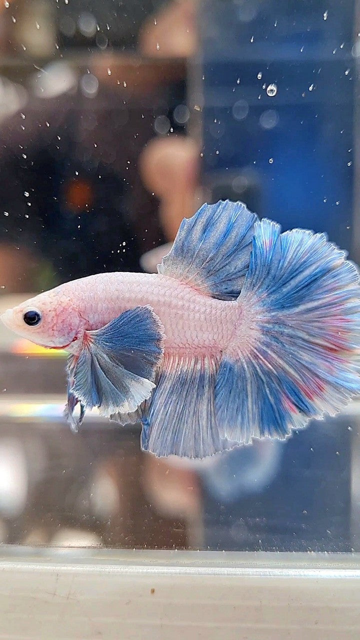HALFMOON DUMBO COLORED EAR ROSETAIL BLUE GRIZZLE PATTERN BETTA FISH