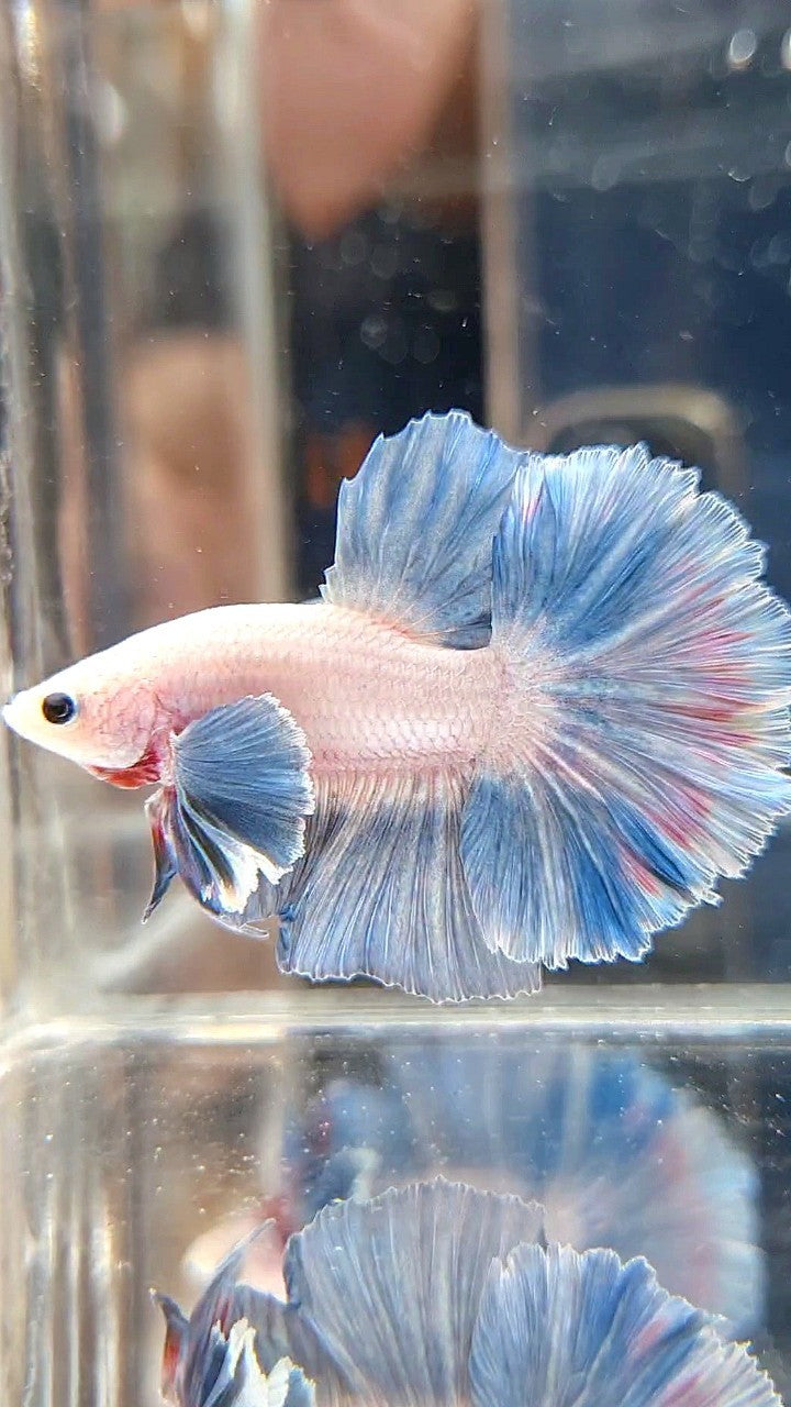 HALFMOON DUMBO COLORED EAR ROSETAIL BLUE GRIZZLE PATTERN BETTA FISH