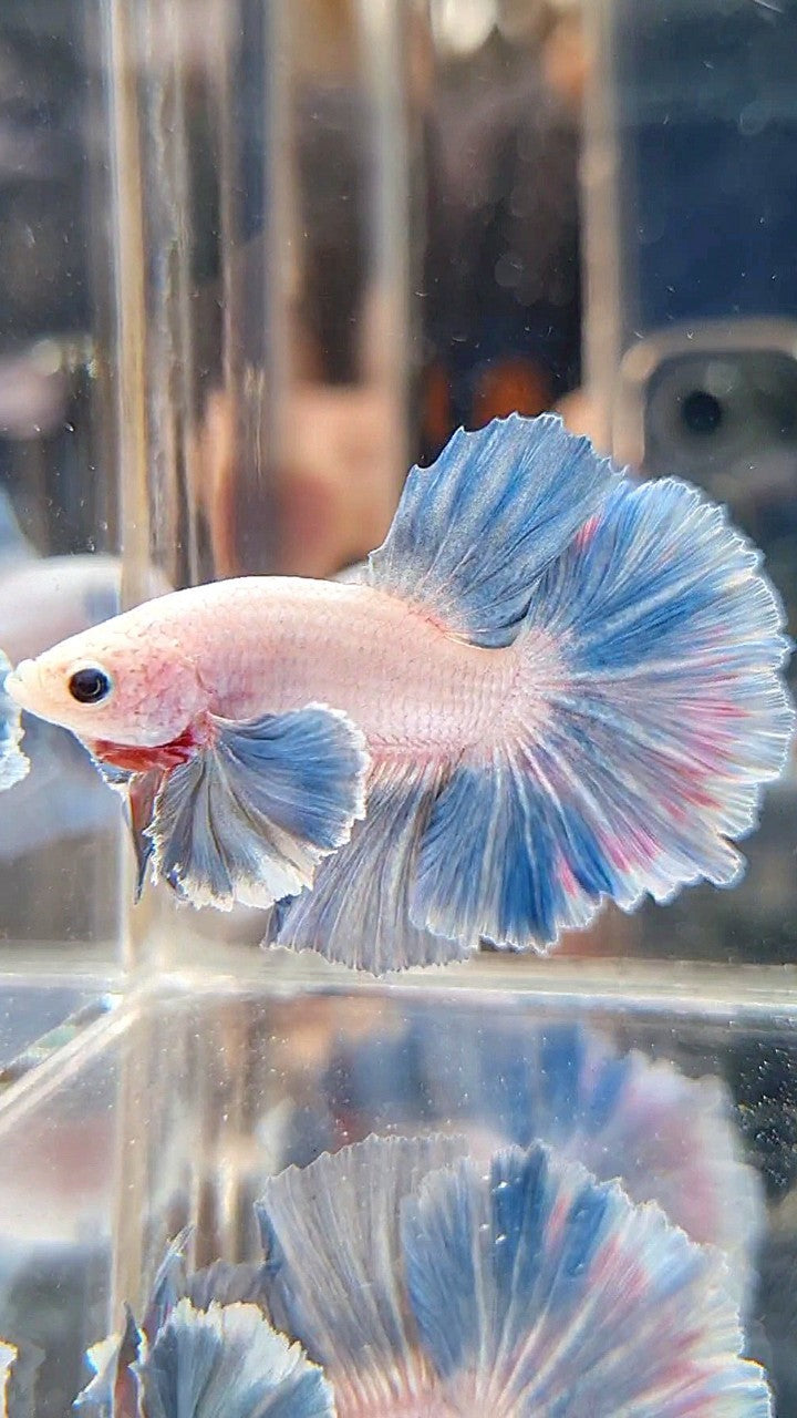 HALFMOON DUMBO COLORED EAR ROSETAIL BLUE GRIZZLE PATTERN BETTA FISH
