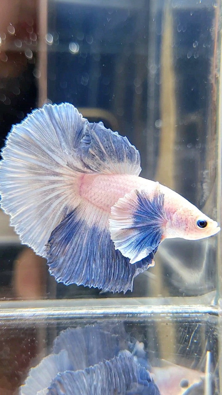 HALFMOON DUMBO EAR BLUE GRIZZLE BETTA FISH