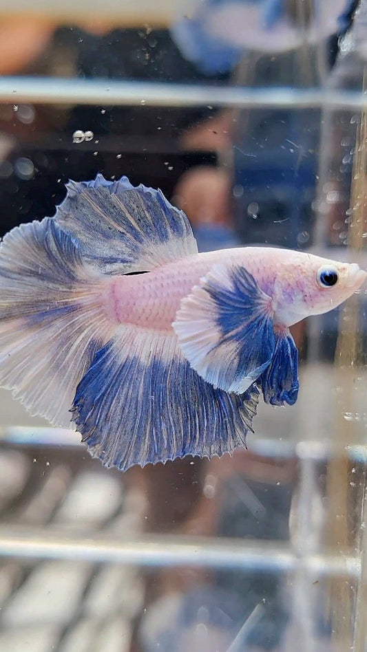 HALFMOON DUMBO EAR BLUE GRIZZLE BETTA FISH