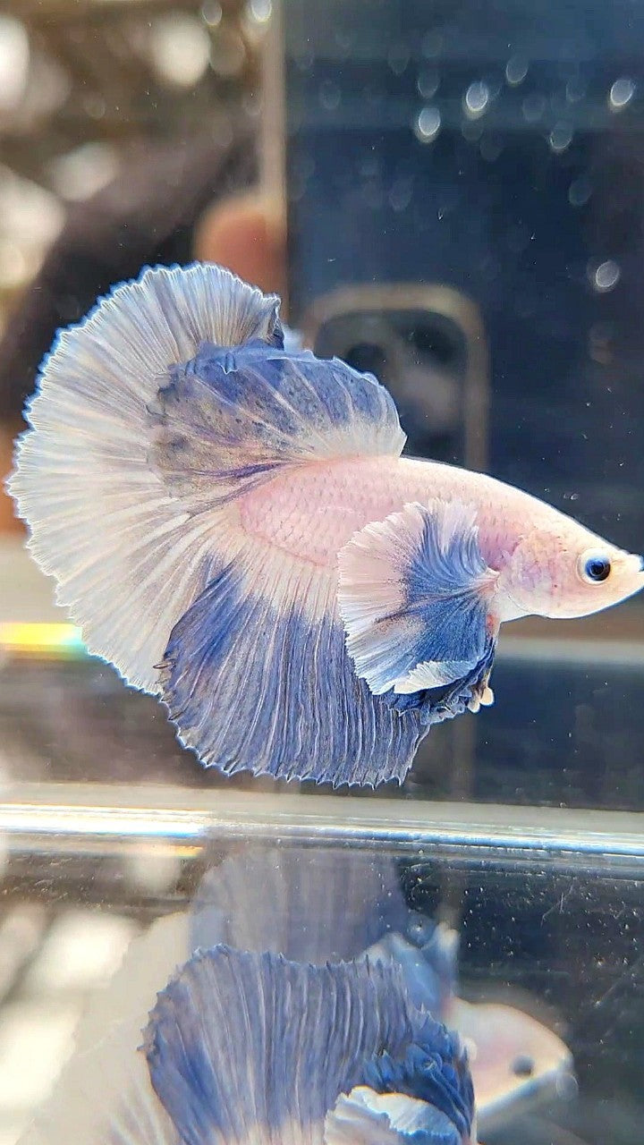 HALFMOON DUMBO EAR BLUE GRIZZLE BETTA FISH