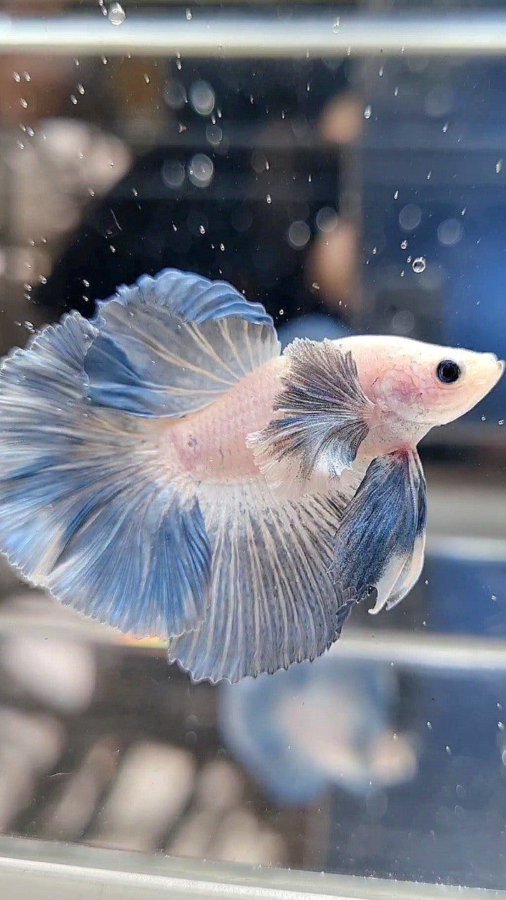 HALFMOON DUMBO COLORED EAR ROSETAIL BLUE GRIZZLE PATTERN BETTA FISH