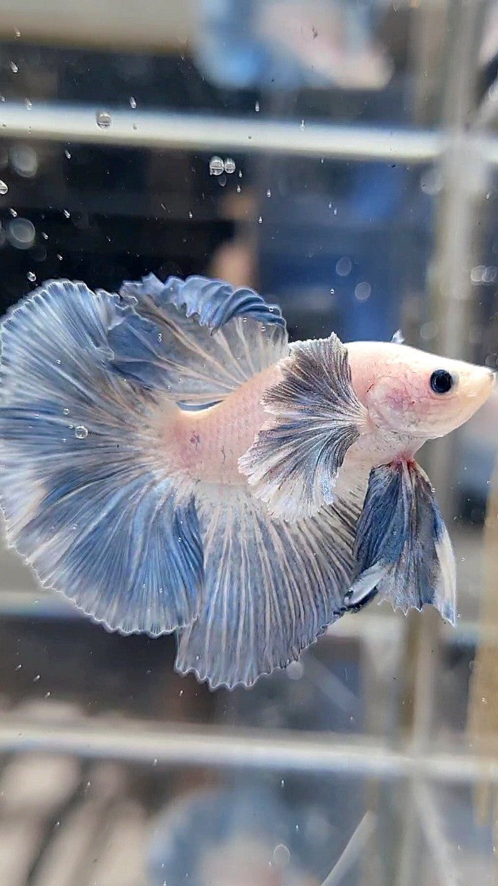HALFMOON DUMBO COLORED EAR ROSETAIL BLUE GRIZZLE PATTERN BETTA FISH