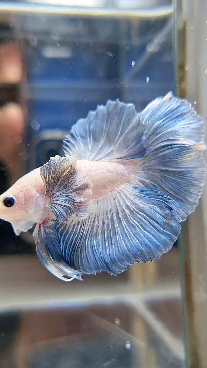HALFMOON DUMBO COLORED EAR ROSETAIL BLUE GRIZZLE PATTERN BETTA FISH
