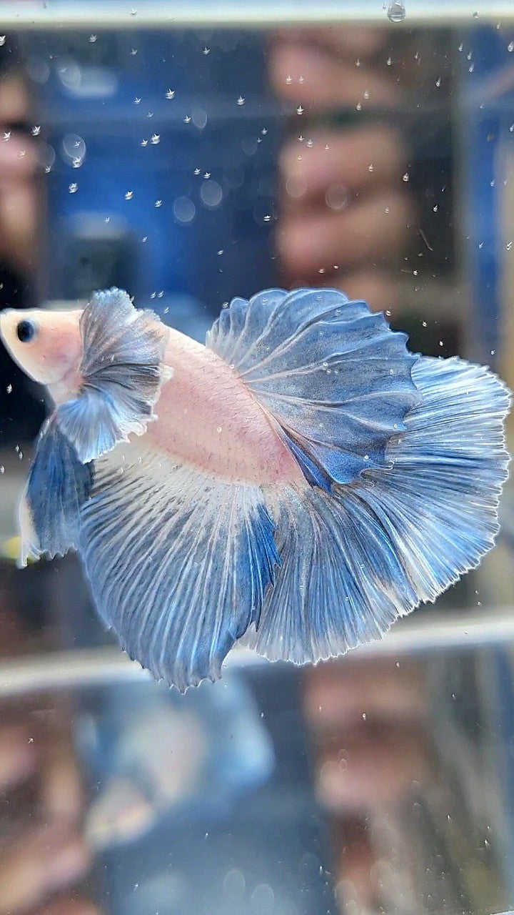 HALFMOON DUMBO COLORED EAR ROSETAIL BLUE GRIZZLE PATTERN BETTA FISH