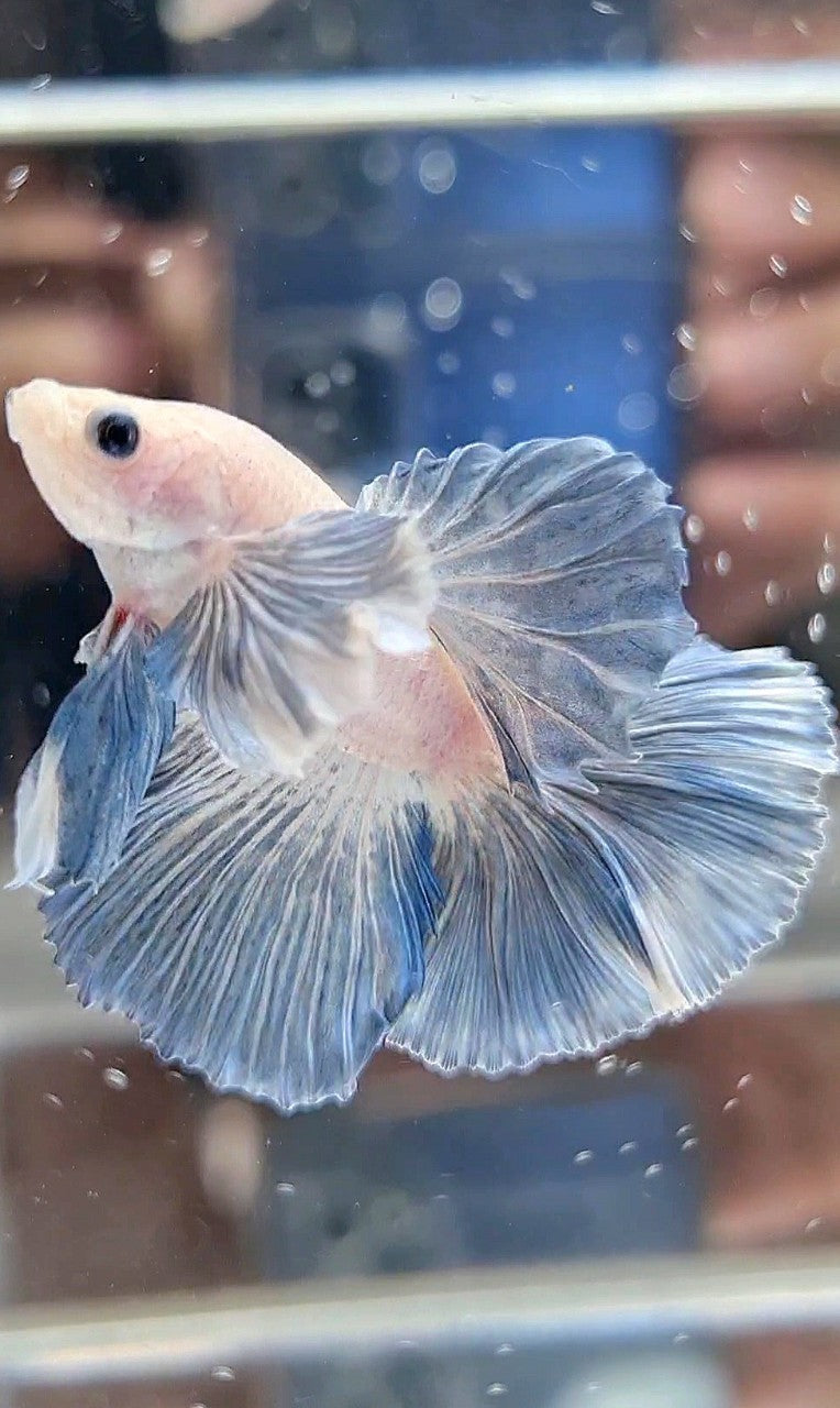 HALFMOON DUMBO COLORED EAR ROSETAIL BLUE GRIZZLE PATTERN BETTA FISH