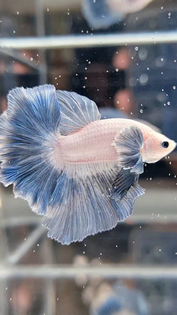 HALFMOON DUMBO COLORED EAR ROSETAIL BLUE GRIZZLE PATTERN BETTA FISH