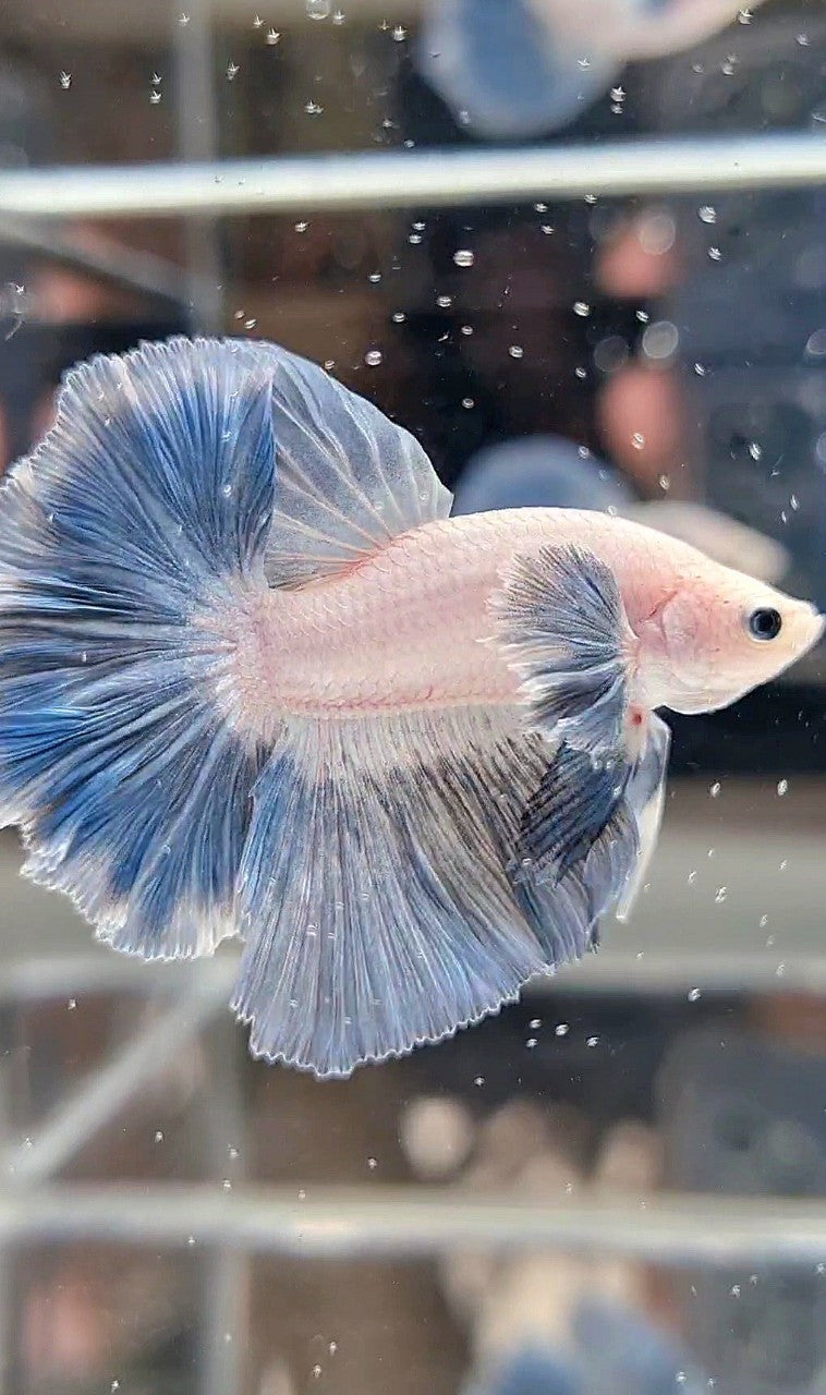 HALFMOON DUMBO COLORED EAR ROSETAIL BLUE GRIZZLE PATTERN BETTA FISH