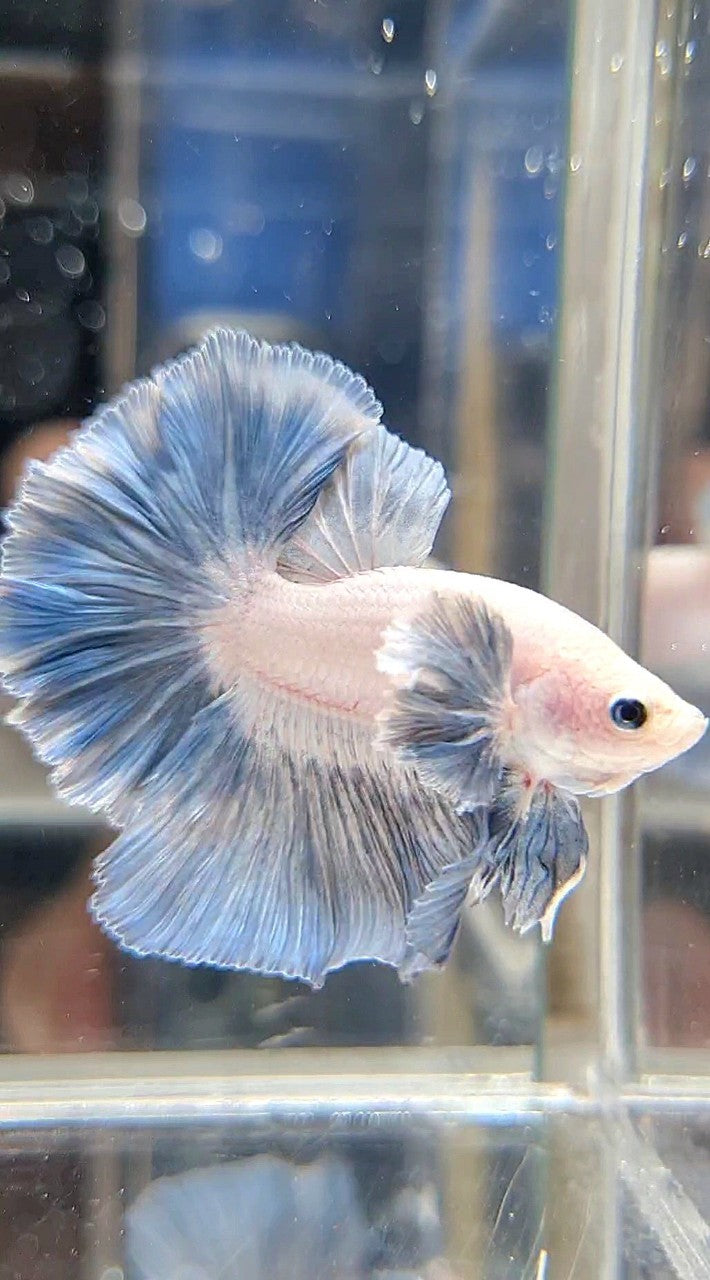 HALFMOON DUMBO COLORED EAR ROSETAIL BLUE GRIZZLE PATTERN BETTA FISH