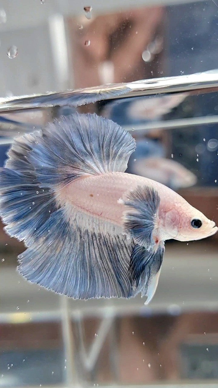 HALFMOON DUMBO COLORED EAR ROSETAIL BLUE GRIZZLE PATTERN BETTA FISH