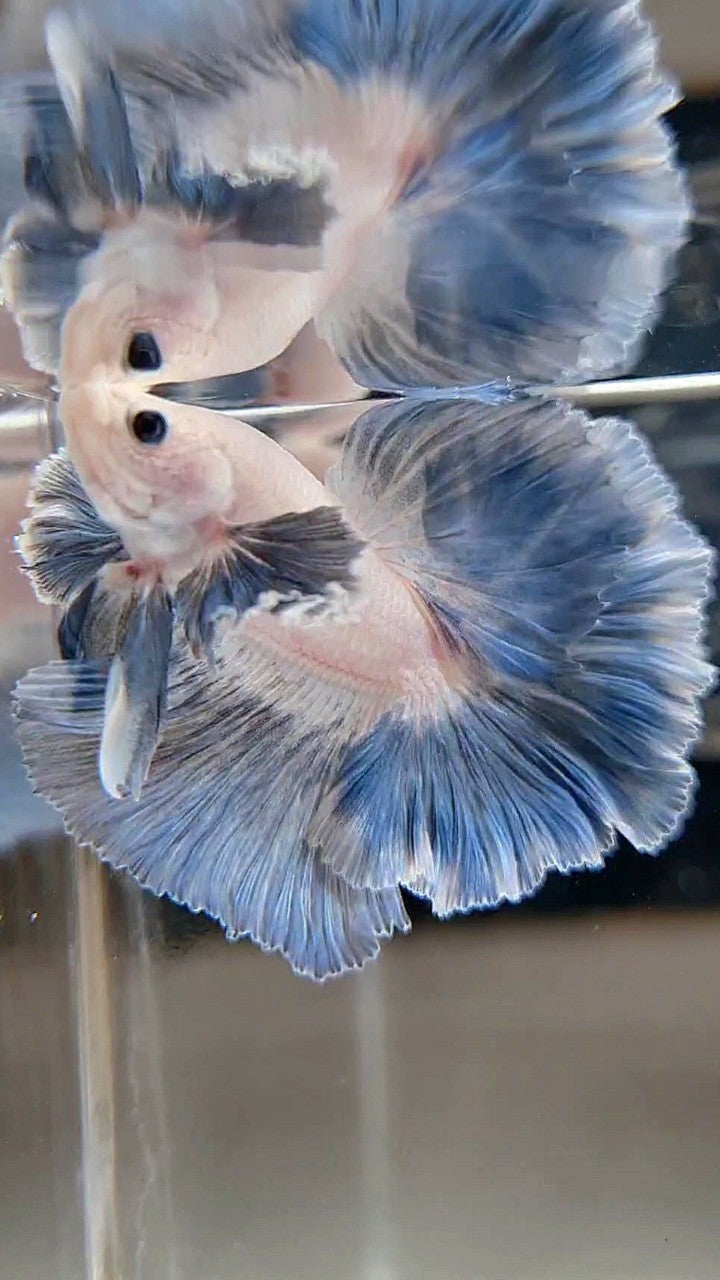 HALFMOON DUMBO COLORED EAR ROSETAIL BLUE GRIZZLE PATTERN BETTA FISH