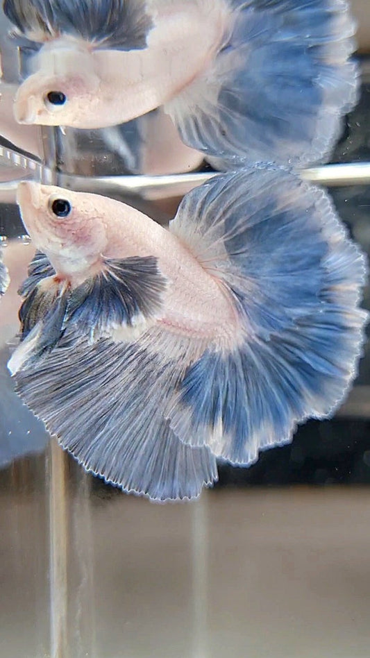 HALFMOON DUMBO COLORED EAR ROSETAIL BLUE GRIZZLE PATTERN BETTA FISH