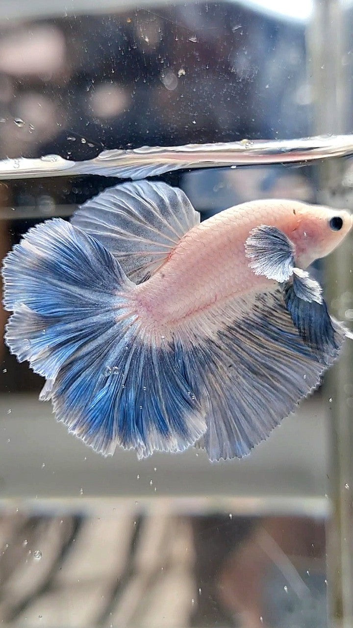 HALFMOON DUMBO COLORED EAR ROSETAIL BLUE GRIZZLE PATTERN BETTA FISH