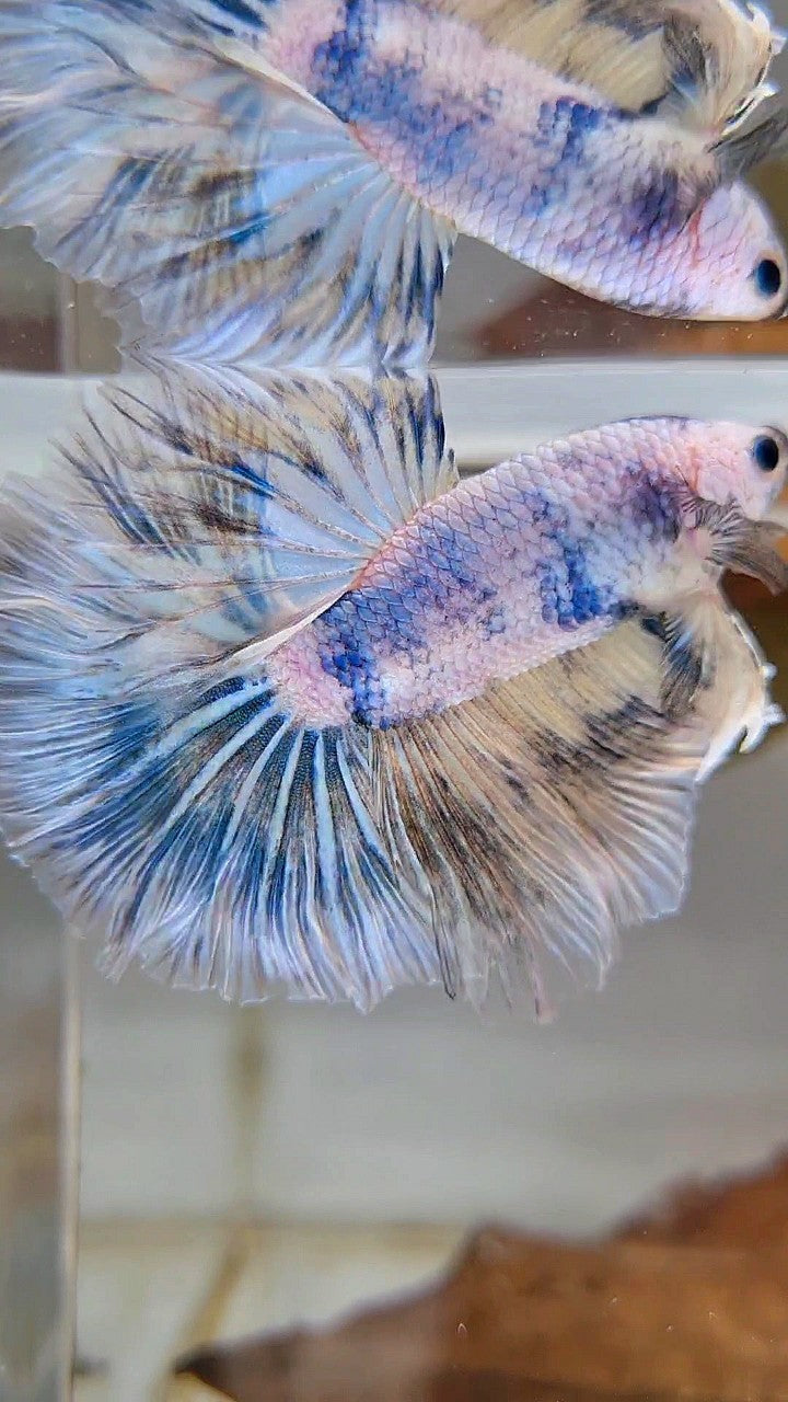 XL HALFMOON ROSETAIL BLUE MARBLE PATTERN BETTA FISH