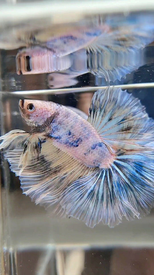 XL HALFMOON ROSETAIL BLUE MARBLE PATTERN BETTA FISH