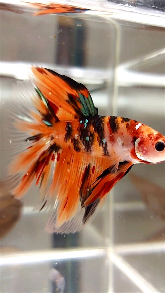 HALFMOON ROSETAIL NEMO COPPER TIGER MULTICOLOR BETTA FISH