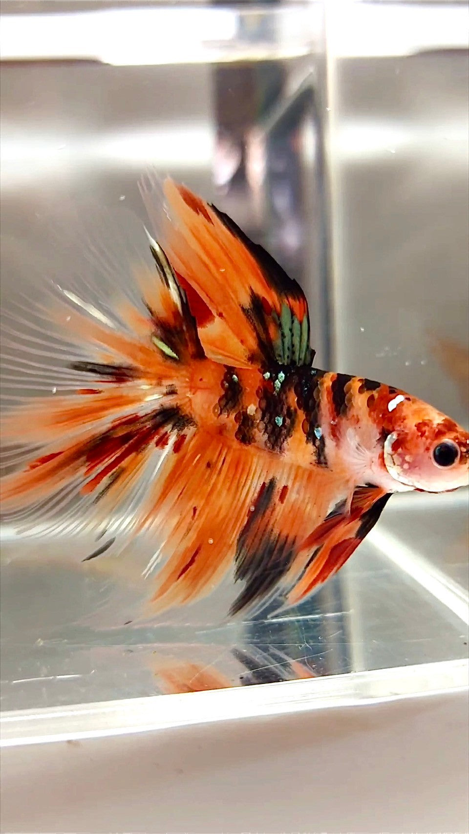 HALFMOON ROSETAIL NEMO COPPER TIGER MULTICOLOR BETTA FISH