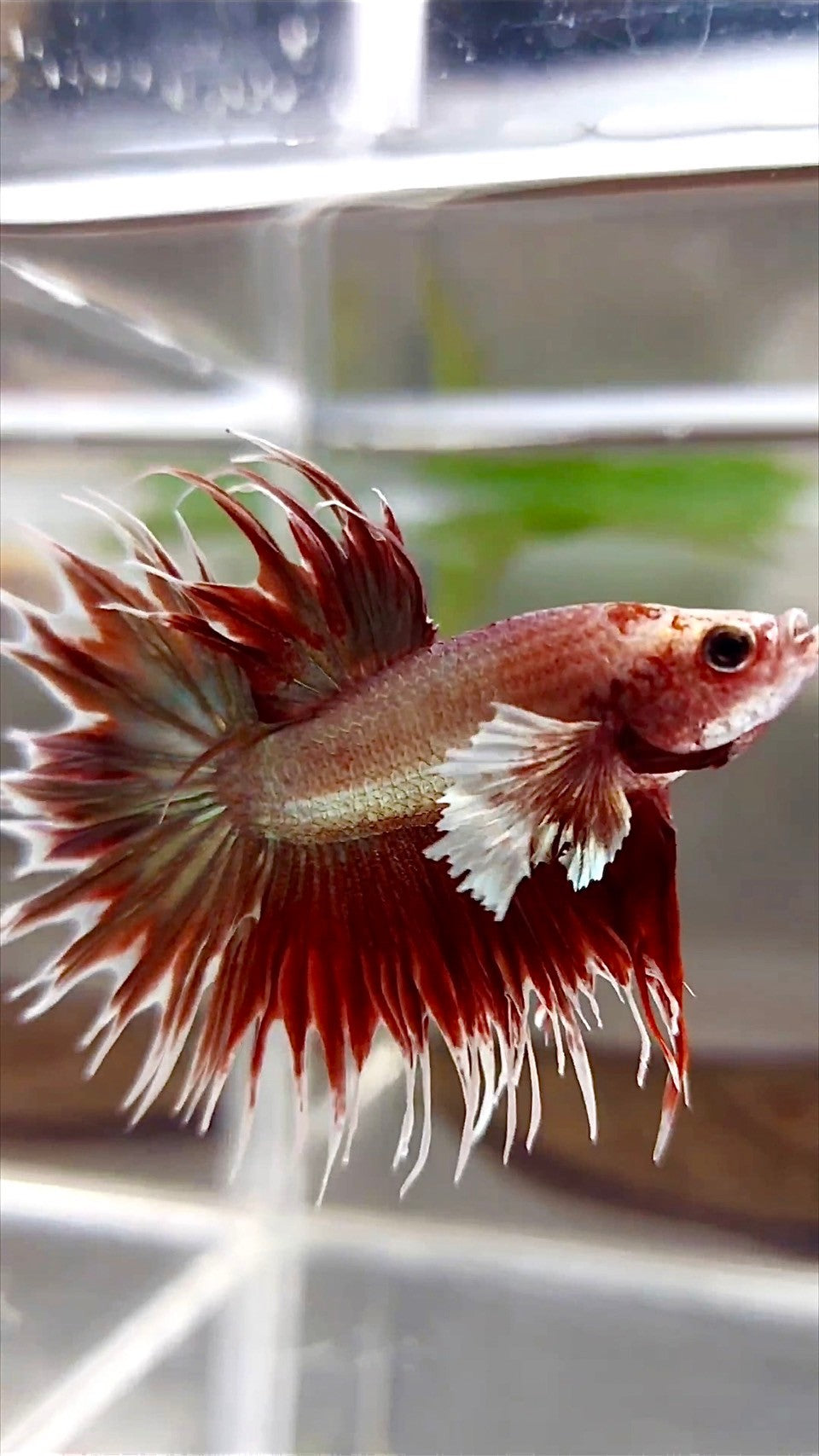 KRONENSCHWANZ DUMBO OHR ROSEGOLD SUPER BETTA FISCH
