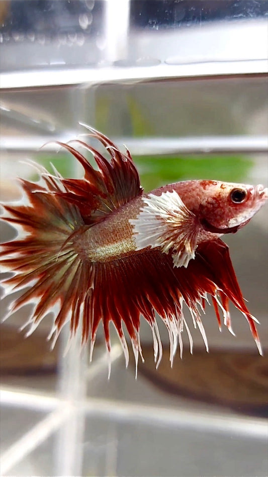 CROWNTAIL DUMBO EAR ROSEGOLD SUPER BETTA FISH