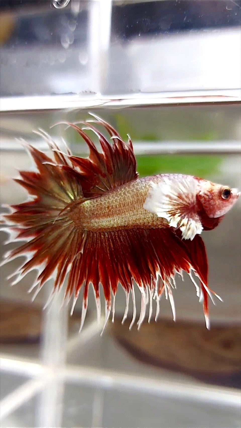 KRONENSCHWANZ DUMBO OHR ROSEGOLD SUPER BETTA FISCH