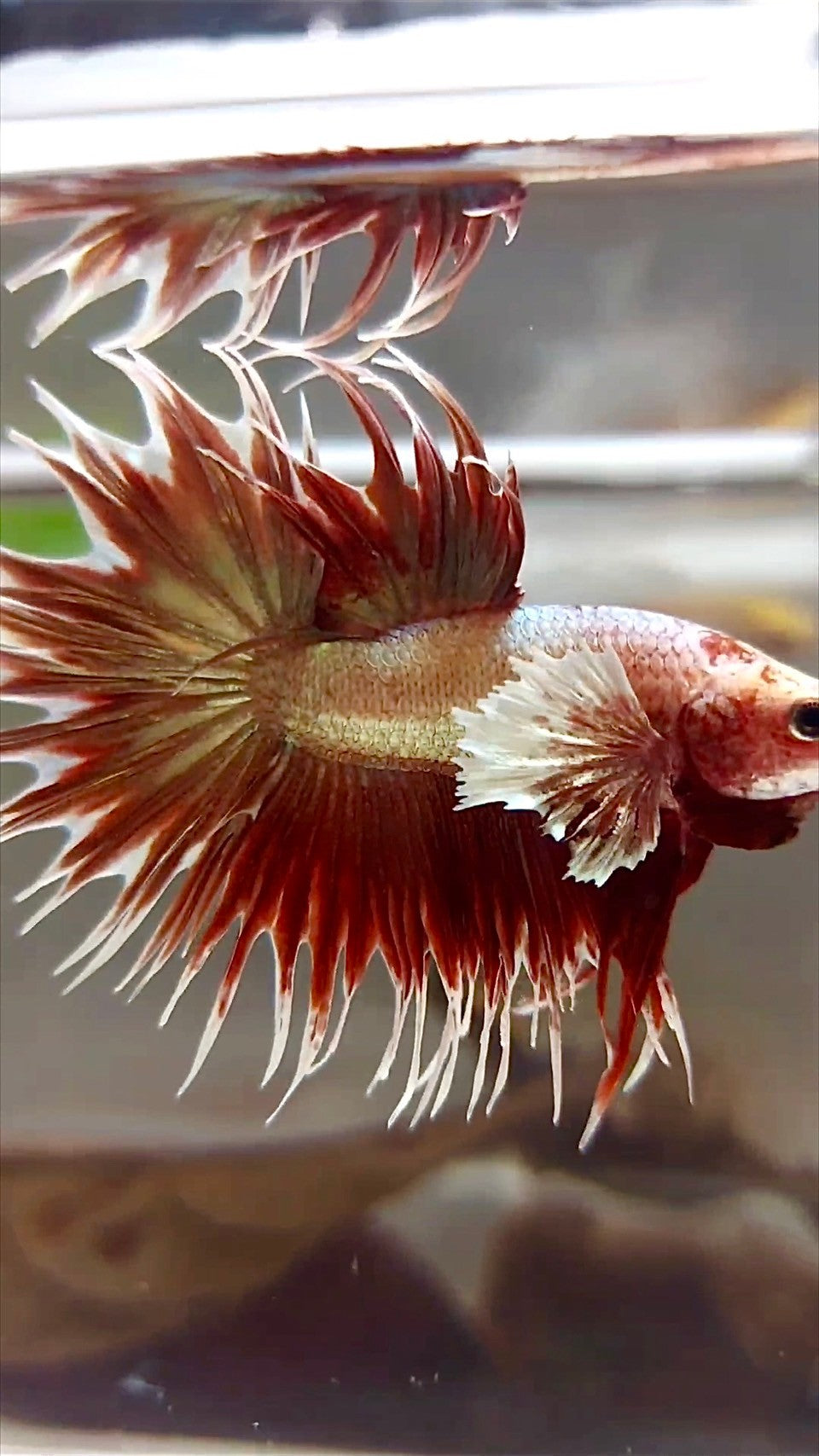 KRONENSCHWANZ DUMBO OHR ROSEGOLD SUPER BETTA FISCH