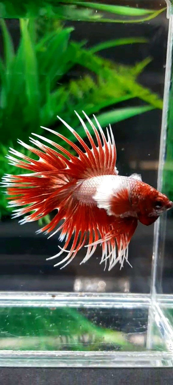 LUXURY CROWTAIL DUMBO EAR ROSEGOLD BETTA FISH