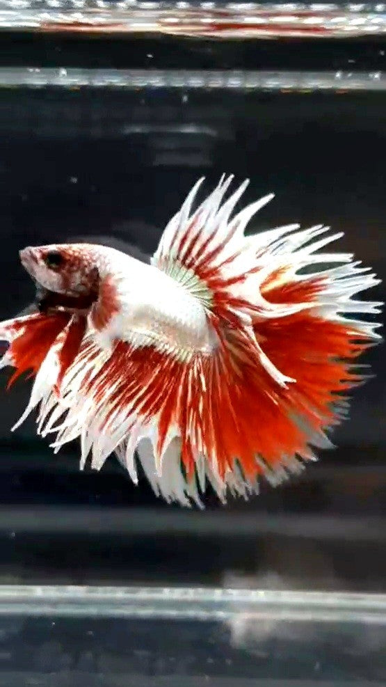 LUXURY CROWTAIL DUMBO EAR ROSEGOLD WHITE PATTERN BETTA FISH