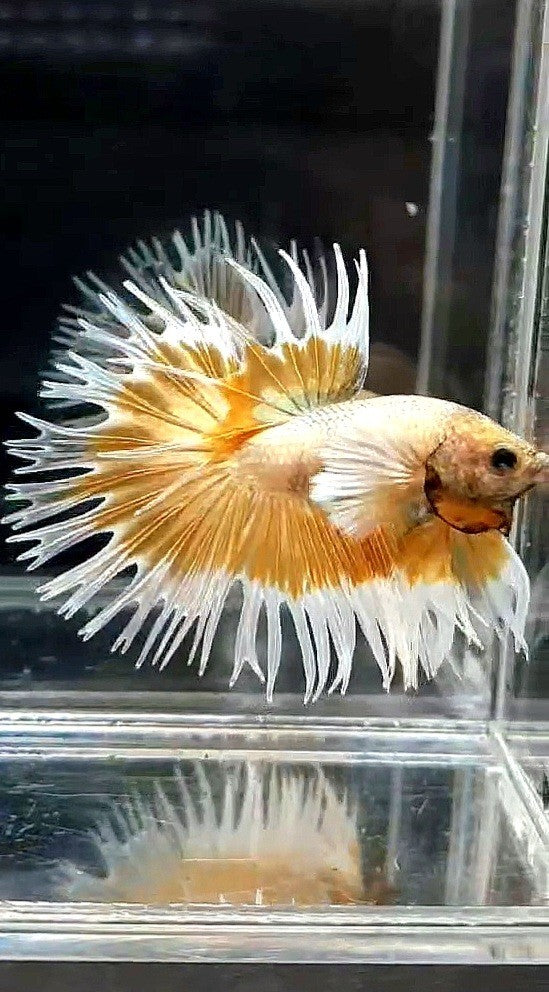 LUXURY CROWTAIL DUMBO EAR GOLD WHITE PATTERN BETTA FISH