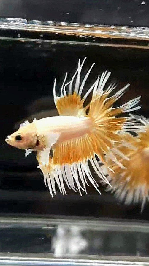 LUXURY CROWTAIL DUMBO EAR GOLD WHITE PATTERN BETTA FISH