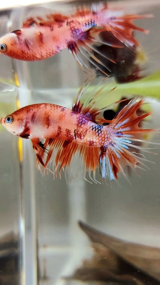KRONENSCHWANZ ORANGE KOI MEHRFARBIGER BETTA-FISCH