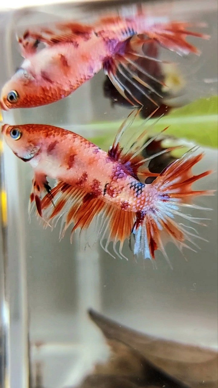 CROWNTAIL ORANGE KOI MULTICOLOR BETTA FISH
