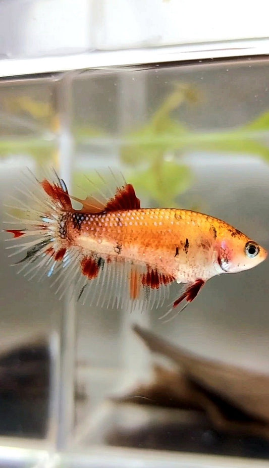 WEIBLICHER KRONENSCHWANZ KOI KUPFER MEHRFARBIGER BETTA-FISCH