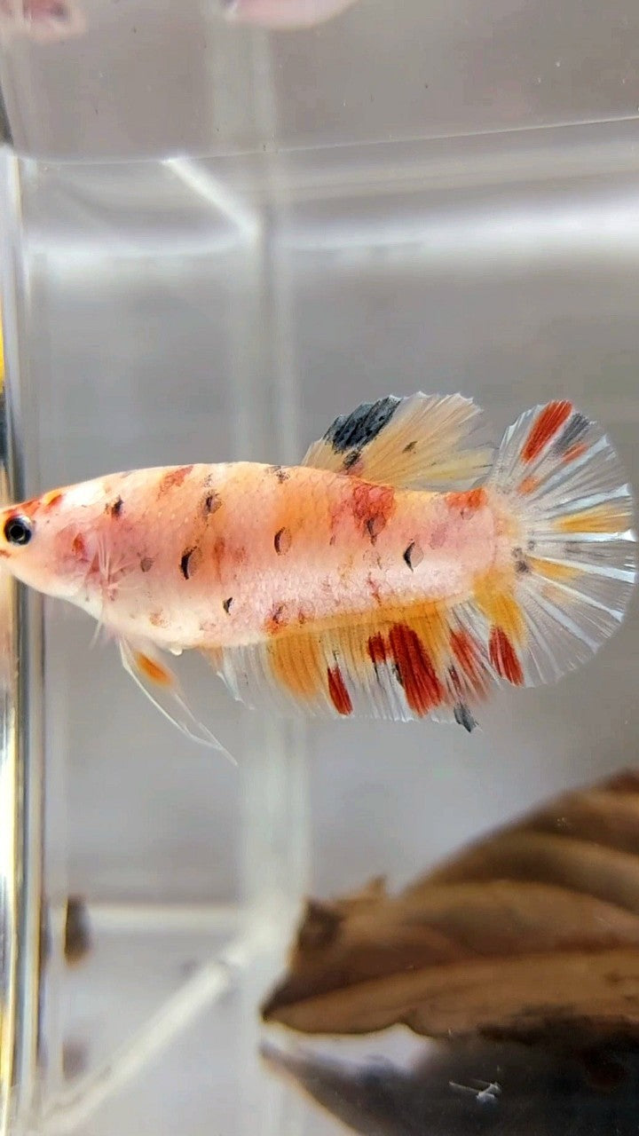 WEIBLICHER RIESENBO 4CM PLAKAT KOI MEHRFARBIGER BETTA-FISCH