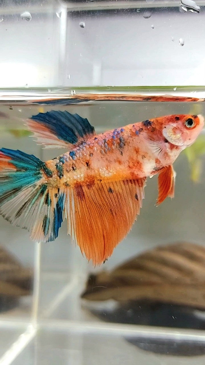 WEIBLICHER RIESENGRÖSSE HALBMOND-ROSENSCHWANZ BO 4,6 CM ORANGE GALAXIE MEHRFARBIGER BETTA-FISCH