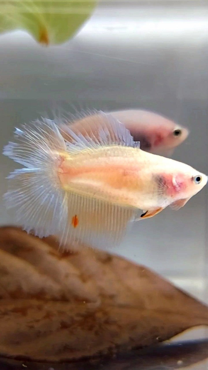 WEIBLICHER HALFMOON DOUBLE TAIL ARMAGEDDON PREMIUM BETTA FISH