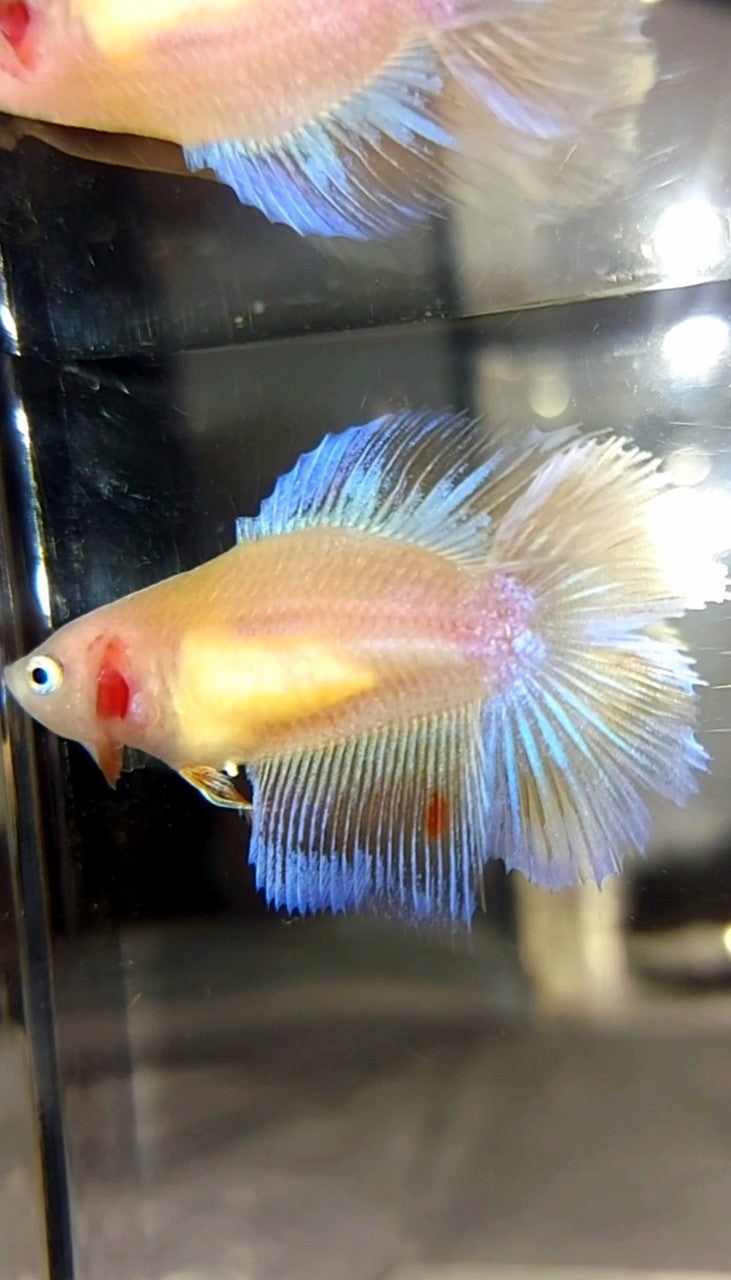 WEIBLICHER HALFMOON DOUBLE TAIL ARMAGEDDON PREMIUM BETTA FISH
