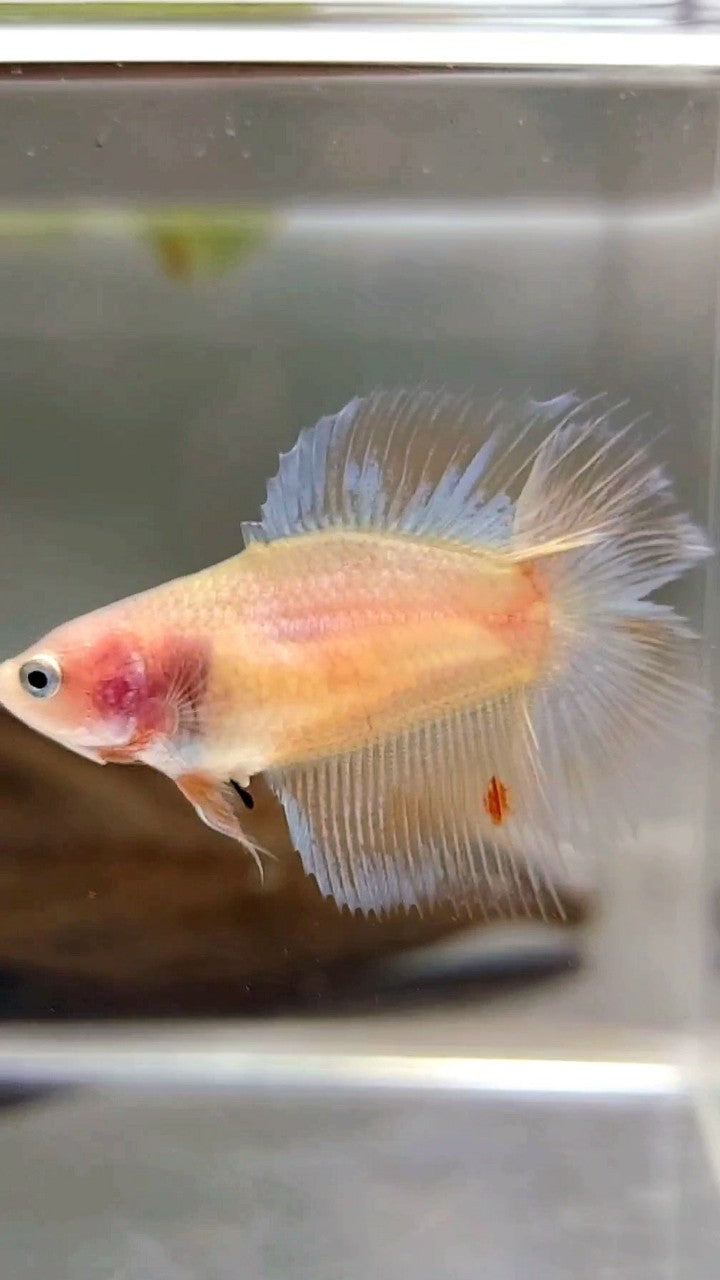 WEIBLICHER HALFMOON DOUBLE TAIL ARMAGEDDON PREMIUM BETTA FISH